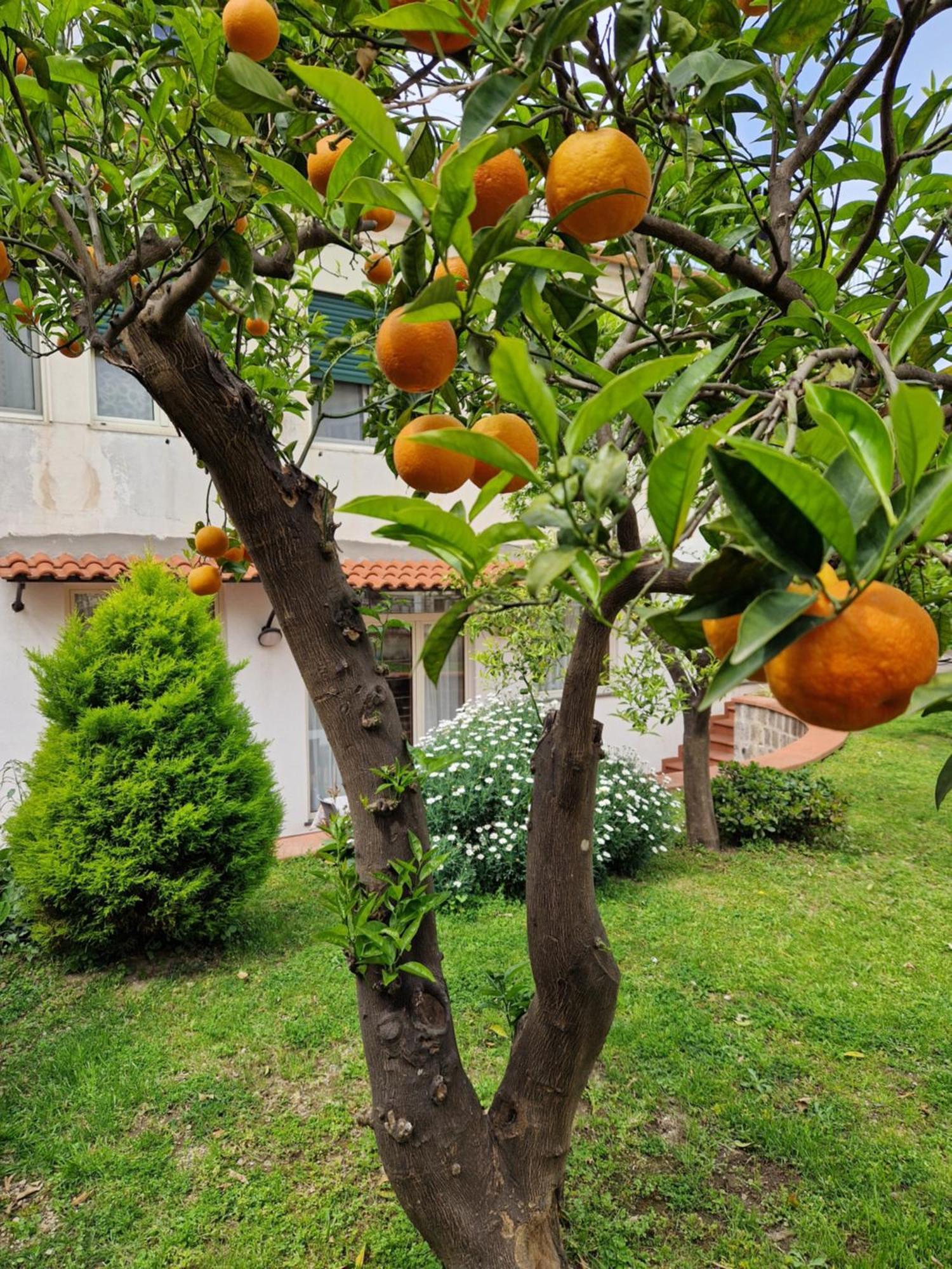 Apartmán Il Giardino Dei Gigli Meta Exteriér fotografie